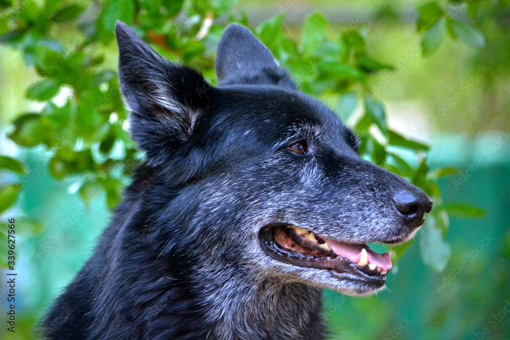 Fototapeta premium portrait of a black dog with white face, senior dog, german shepherd mix