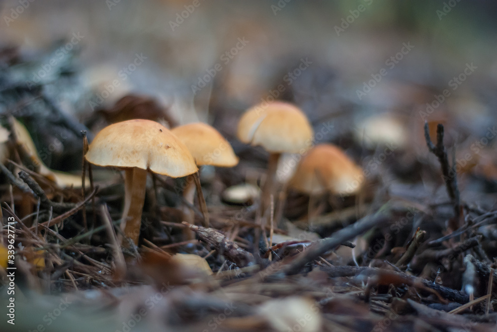 mushroom in the forest mushroom in the forest