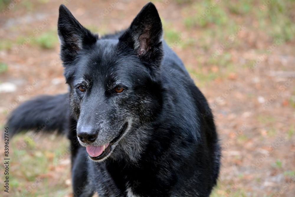 Black german shepherd mixed breed dog