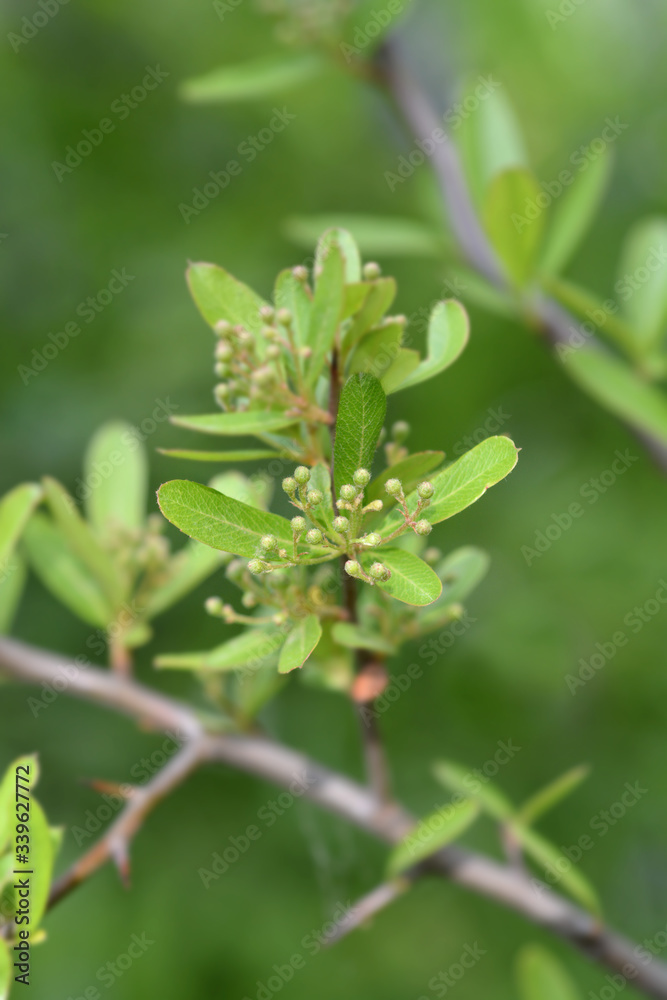 Formosa firethorn Formosa firethorn
