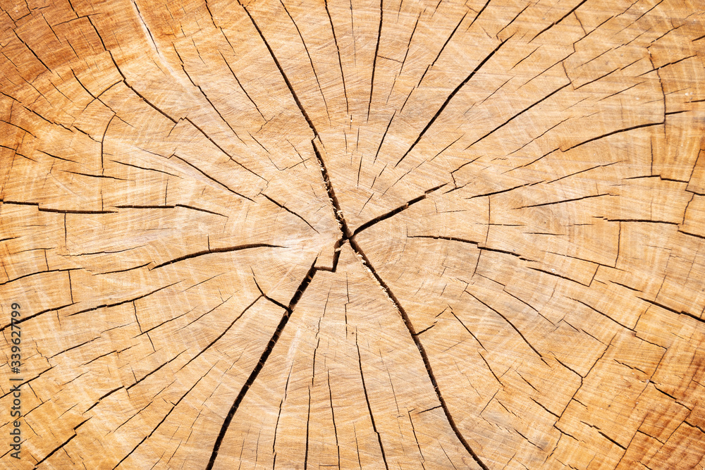 Fototapeta premium Brown wooden texture . background