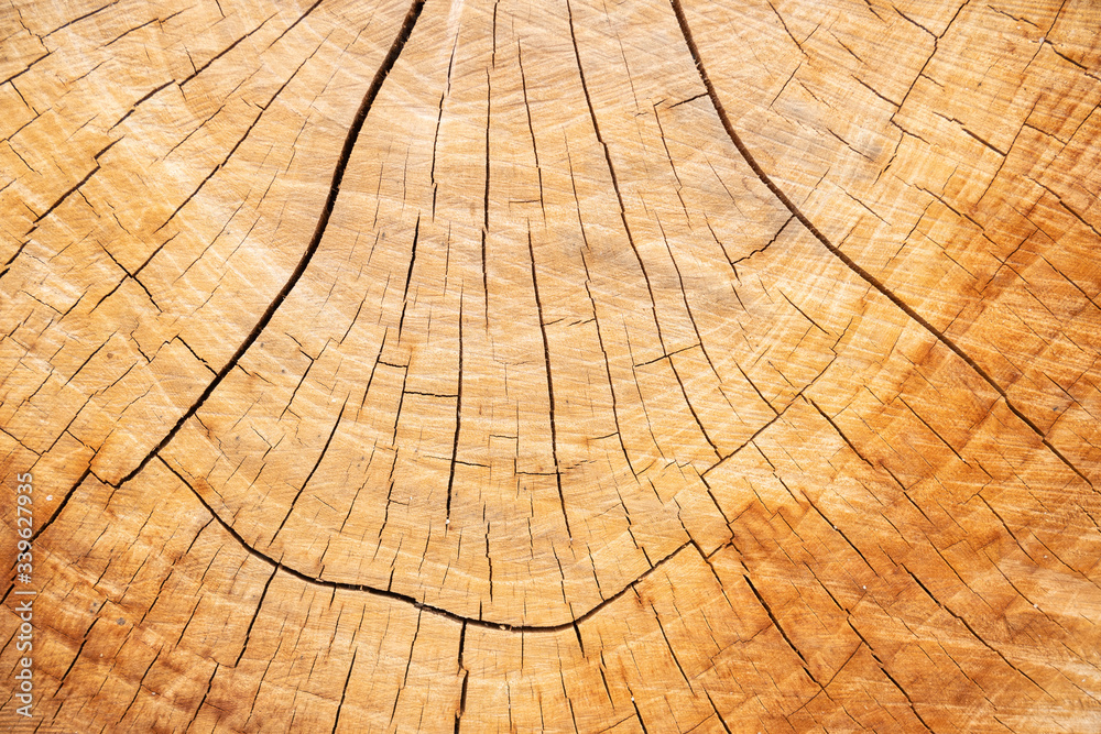 Fototapeta premium Brown wooden texture . background