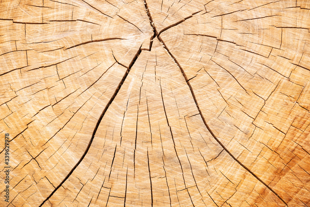 Fototapeta premium Brown wooden texture . background