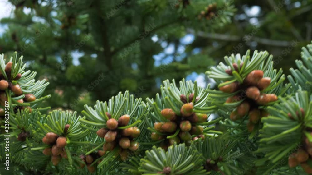 Fresh spruce branch with new needles moving in the wind, day light, natural colors, close up, real time Fresh spruce branch with new needles moving in the wind, day light, natural colors, close up, real time