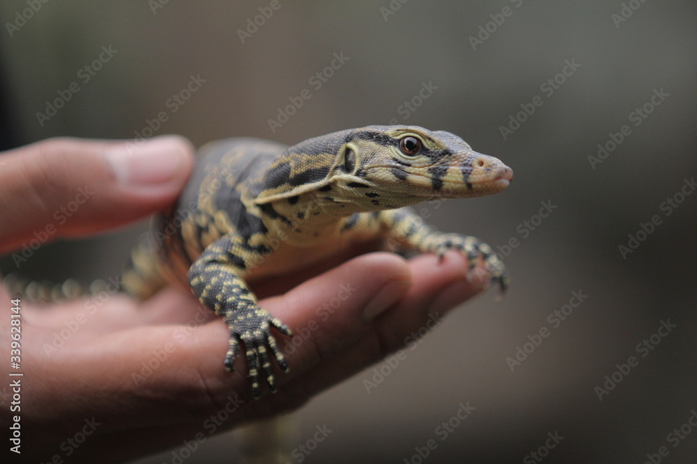 The Asian water monitor (Varanus salvator), also called common water monitor, is a large varanid lizard native to South and Southeast Asia.