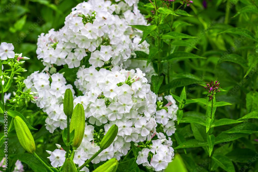Phlox paniculata. White flowers blooming in the meadow on a green grass background for the cover, banner, postcard. Copy space for text.