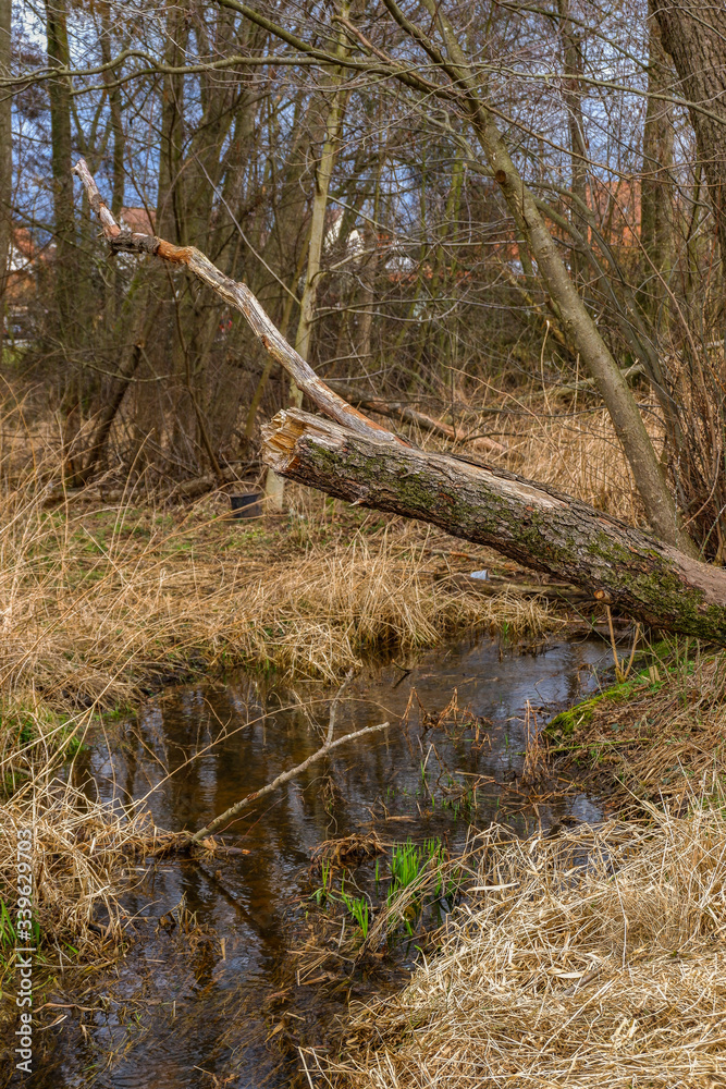 Ein umgestürzter Baum liegt auf einer Wiese mit Bachlauf Ein umgestürzter Baum liegt auf einer Wiese mit Bachlauf