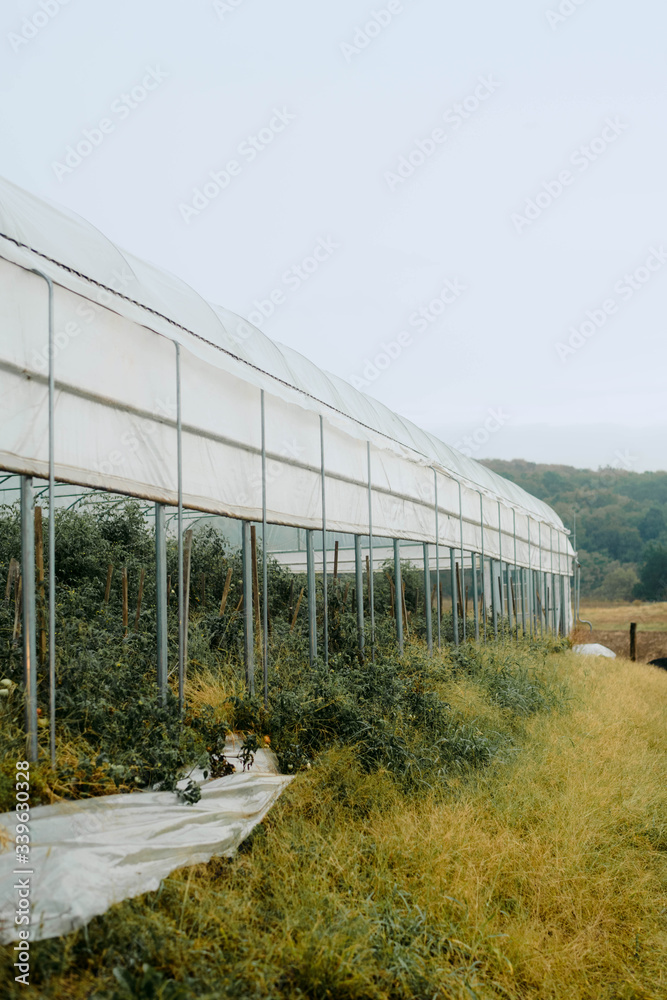 Large Greenhouse in Field