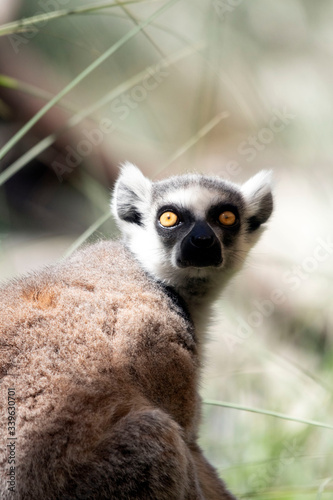 ring tailed lemur