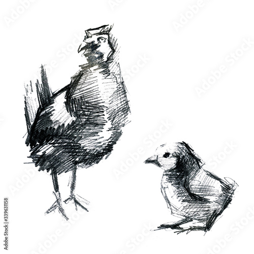 Wallpaper Mural Hand-drawn poultry,chicken and chicken. Pencil sketch on a white background Torontodigital.ca
