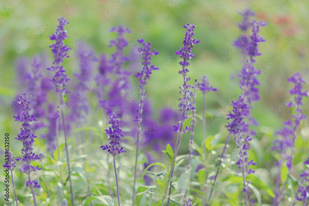 Blooming Salvia flowers are growing on the wiald field. Floral background with violet flowers in misty blue tones with bokeh effect.