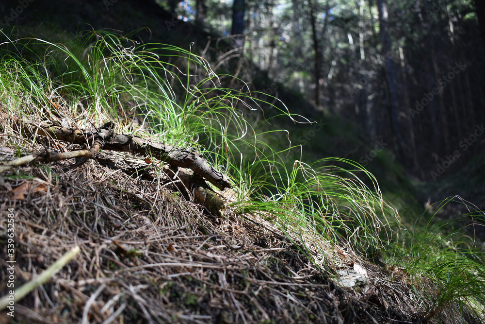 Gras in der Sonne im Wald Gras in der Sonne im Wald
