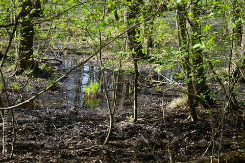 Sumpfige Waldlandschaft im Sonnenlicht