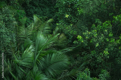 Earth Day concept with tropical forest background  natural sence with canopy tree in the wild