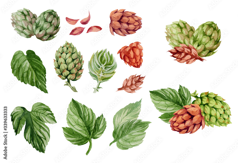 Fototapeta premium Hops cones. Hop on a white background. Watercolor illustration.