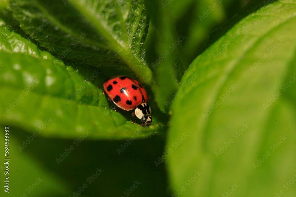 Red ladybug sitting on green leaf Red ladybug sitting on green leaf