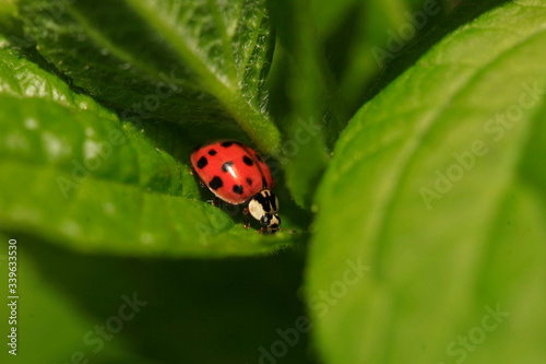 Red ladybug sitting on green leaf © olena