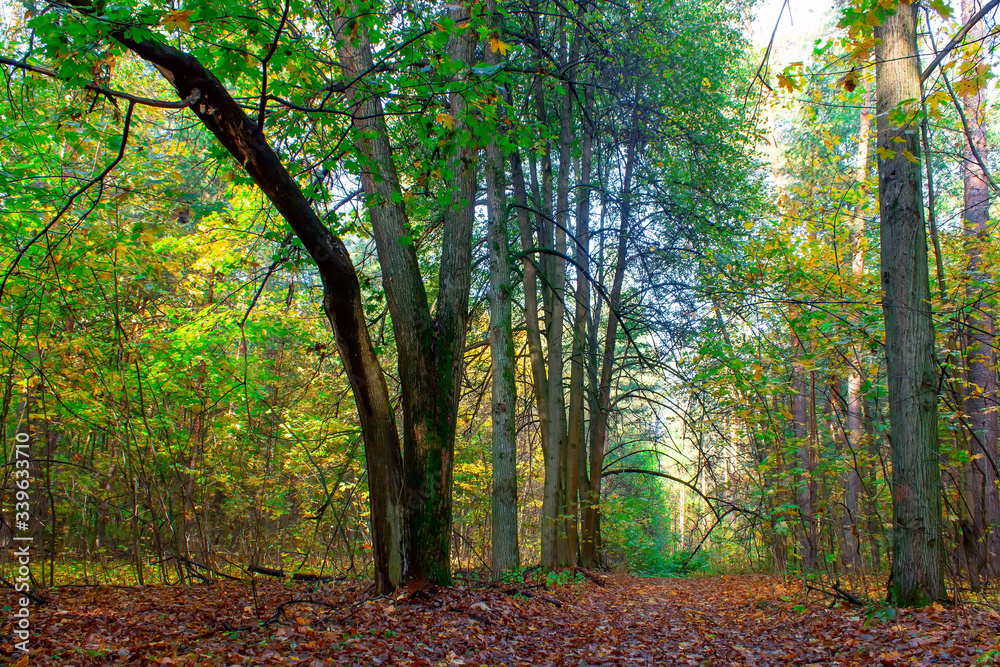 Autumn forest on a sunny day. Autumn in the park.