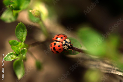 Red ladybug sitting on green leaf