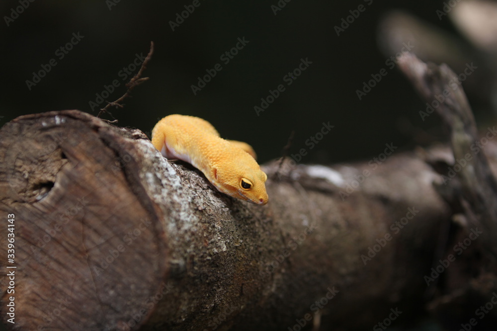 The common leopard gecko is a cathemeral, ground-dwelling lizard native to the rocky dry grassland and desert regions of Afghanistan, Pakistan, north-west India, and Iran. The common leopard gecko is a cathemeral, ground-dwelling lizard native to the rocky dry grassland and desert regions of Afghanistan, Pakistan, north-west India, and Iran.