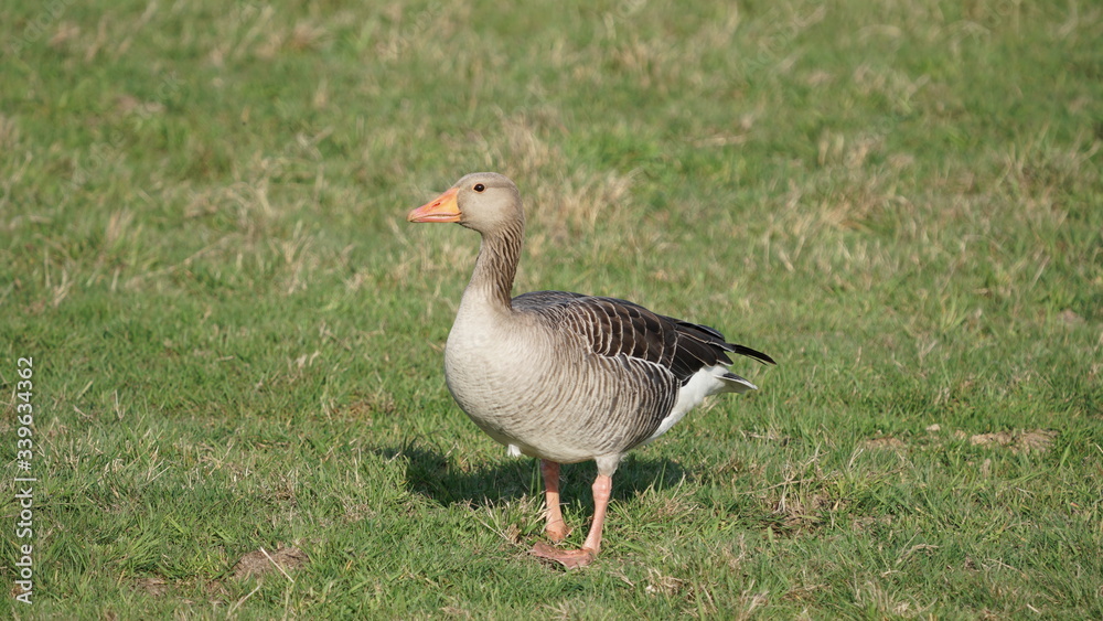 Gans im Naturschutzgebiet Rieselfelder bei Münster Gans im Naturschutzgebiet Rieselfelder bei Münster
