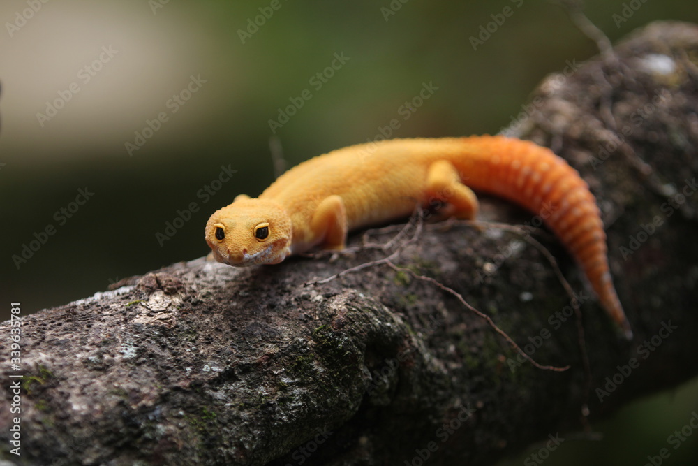 The common leopard gecko is a cathemeral, ground-dwelling lizard native to the rocky dry grassland and desert regions of Afghanistan, Pakistan, north-west India, and Iran. The common leopard gecko is a cathemeral, ground-dwelling lizard native to the rocky dry grassland and desert regions of Afghanistan, Pakistan, north-west India, and Iran.