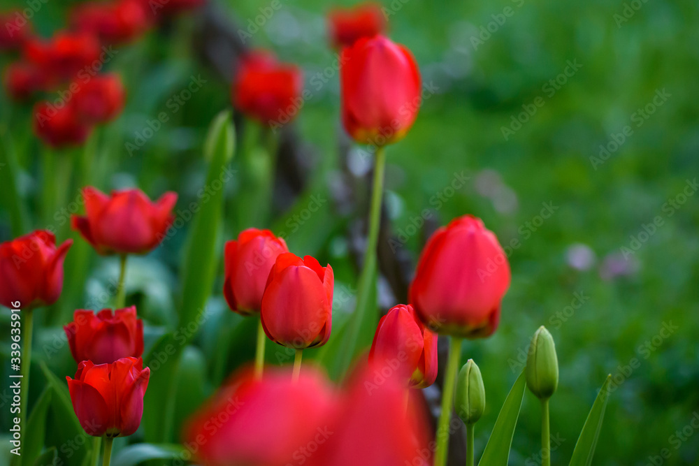 Selective focus photo. Red tulip flowers at flower bed in garden. Spring season.