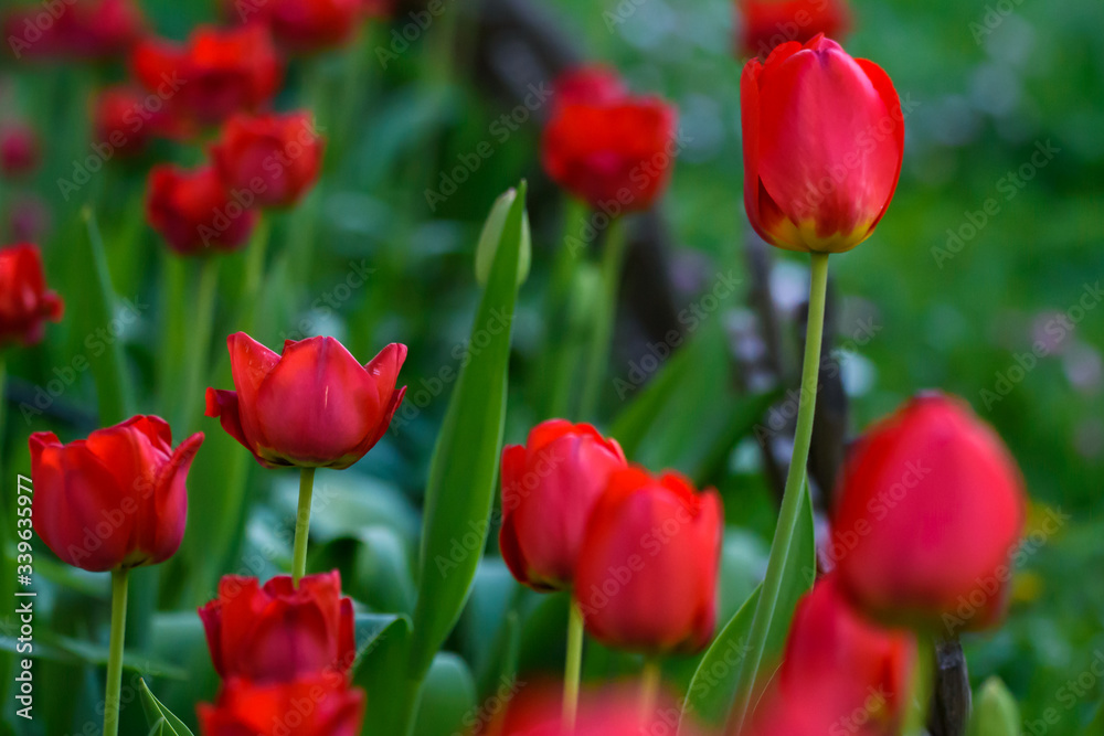 Selective focus photo. Red tulip flowers at flower bed in garden. Spring season. Selective focus photo. Red tulip flowers at flower bed in garden. Spring season.