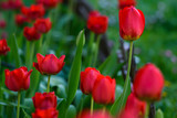 Selective focus photo. Red tulip flowers at flower bed in garden. Spring season.