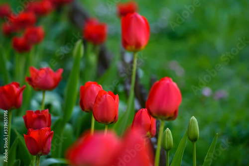 Selective focus photo. Red tulip flowers at flower bed in garden. Spring season.