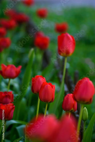 Selective focus photo. Red tulip flowers at flower bed in garden. Spring season.