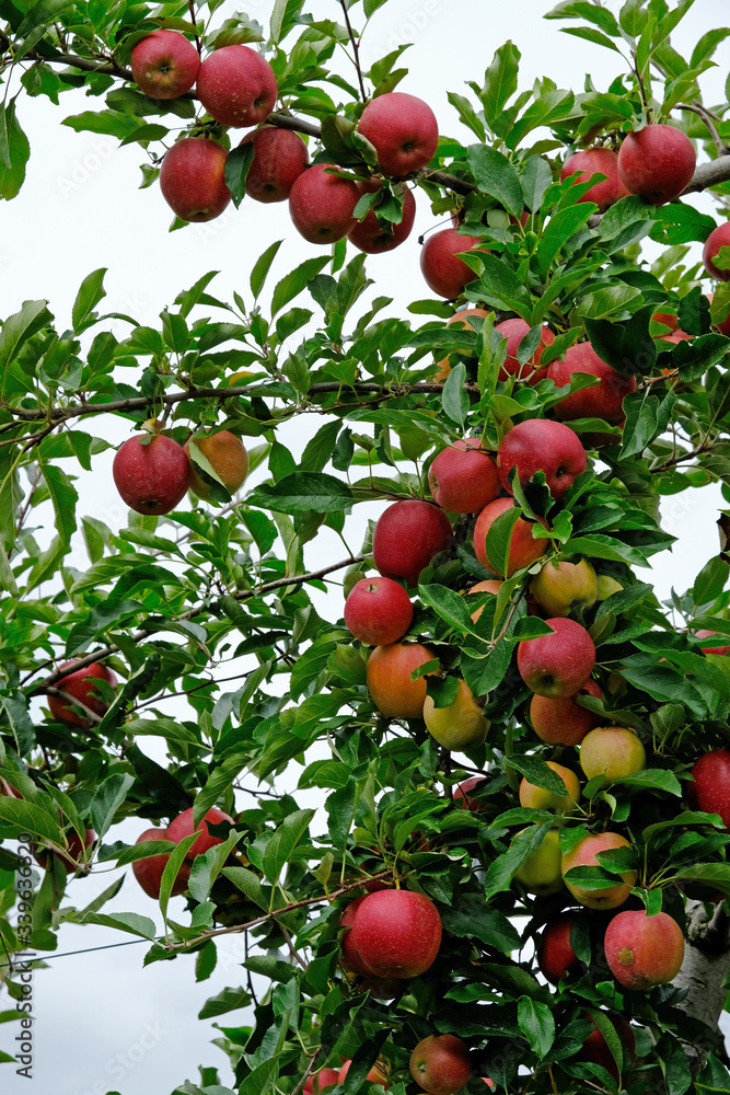 Gala Apples Gala Apples