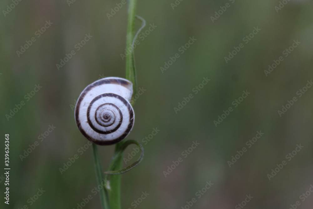 Concha de caracol sobre rama con fondo verde Concha de caracol sobre rama con fondo verde