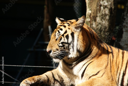 Fototapeta Naklejka Na Ścianę i Meble -  lazy tiger after breakfast posing in the sun