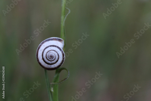 Concha de caracol sobre rama con fondo verde