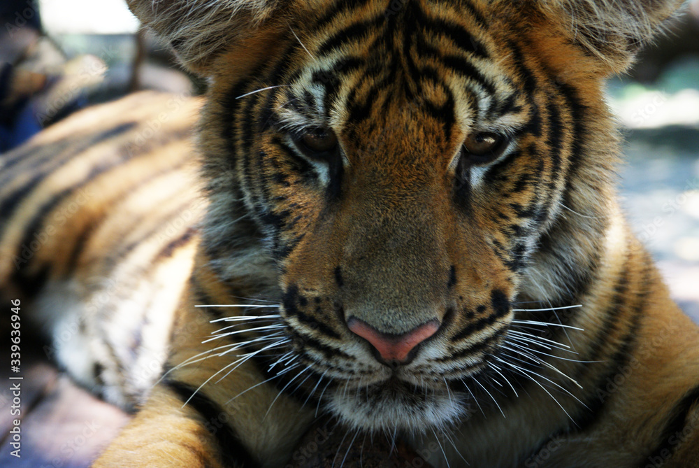 Fototapeta premium lazy tiger after breakfast posing in the sun