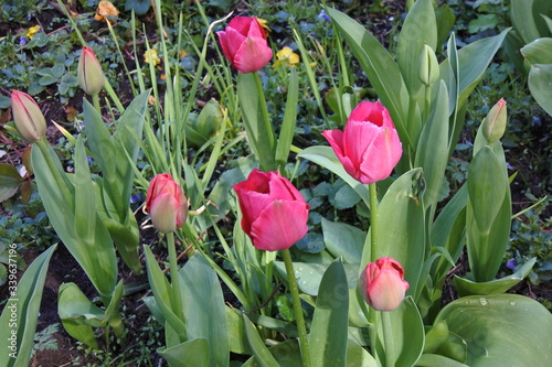 Wir sind angekommen - Tulpen-Frühling