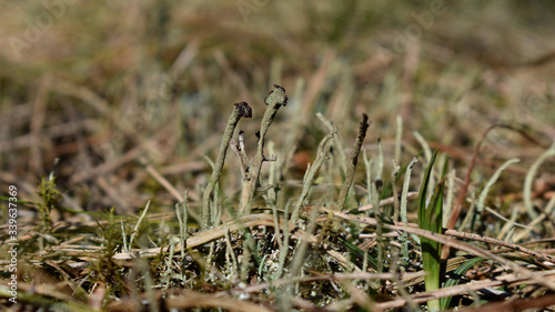 Flechte, Cladonia, auf trockenem Untergrund, Fruchtkörper in zwei Farben