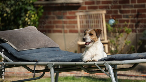 Hund liegt auf Sonnenliege im Garten und relaxed