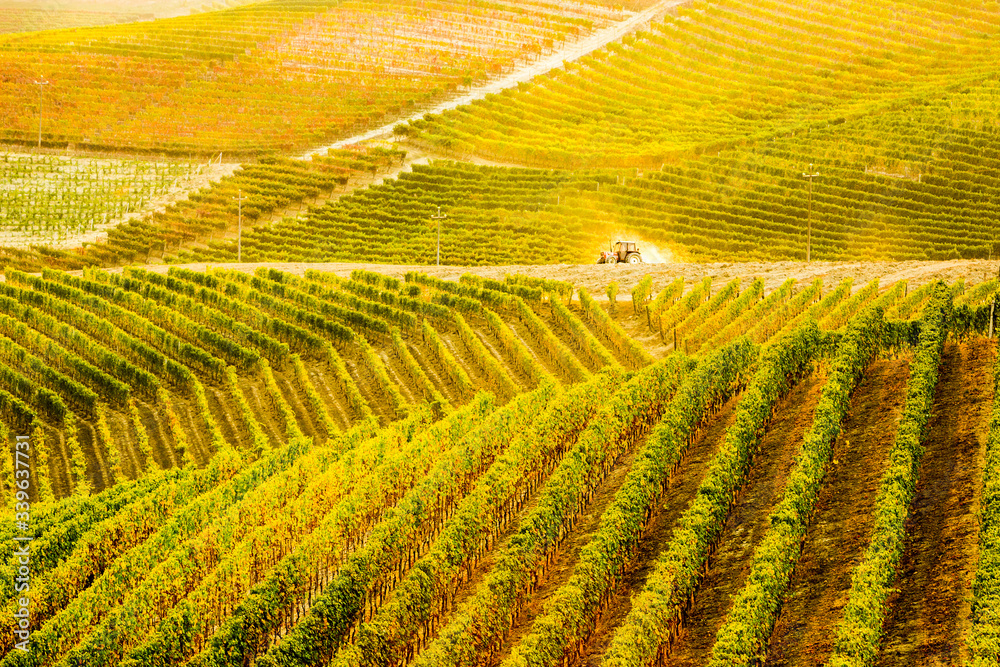 Fototapeta premium 15 October 2019. Vineyards in Piedmont region, Italy