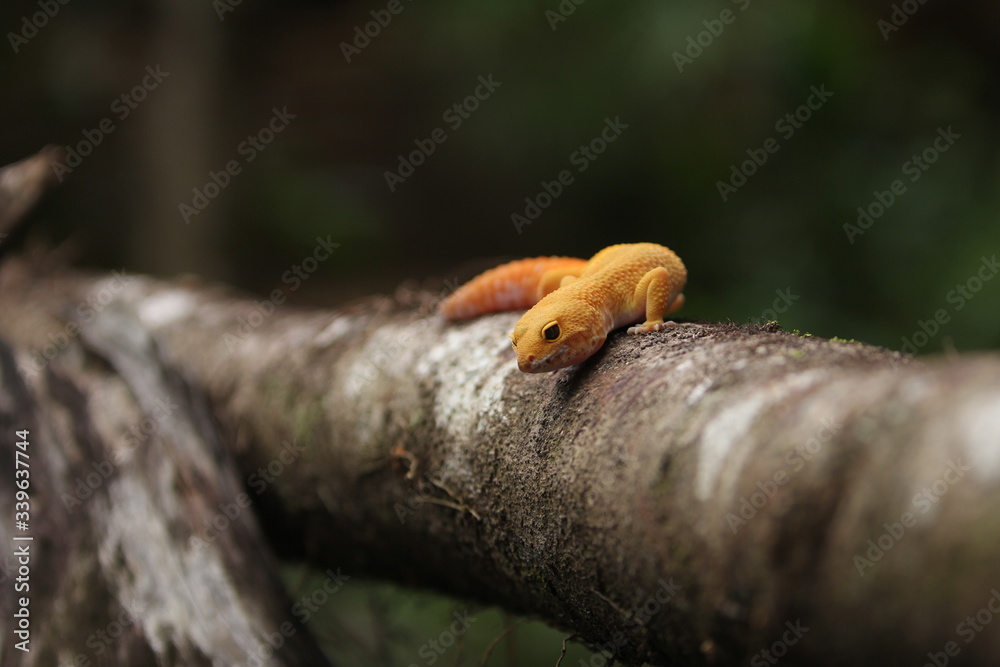 The common leopard gecko is a cathemeral, ground-dwelling lizard native to the rocky dry grassland and desert regions of Afghanistan, Pakistan, north-west India, and Iran.