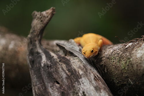 The common leopard gecko is a cathemeral  ground-dwelling lizard native to the rocky dry grassland and desert regions of Afghanistan  Pakistan  north-west India  and Iran.