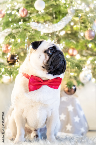 pug puppy