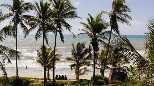 palm trees on the beach © Laercio