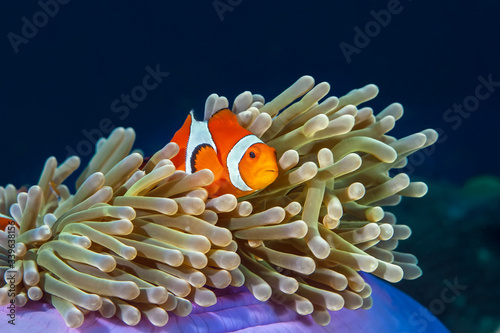 Western Clown Anemone Fish swim in its anemone. © Alexei Alekhin