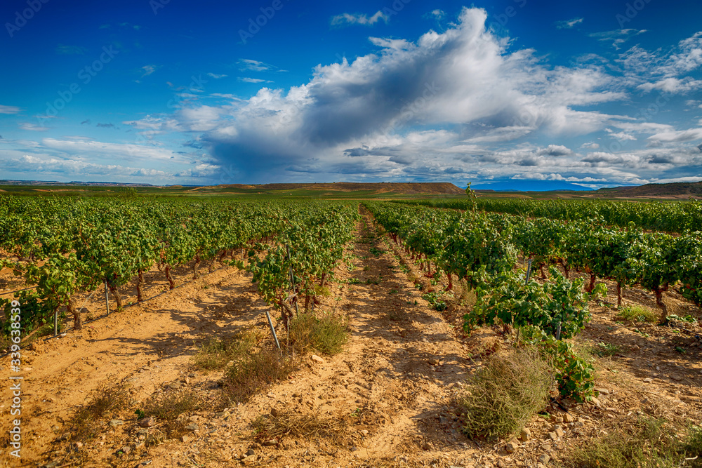 vineyard landscape in summer in Spain