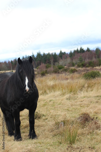 Schottland Pferd