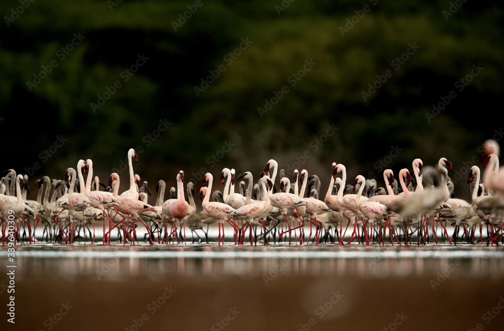 Naklejka premium Lesser Flamingos, eye level shot
