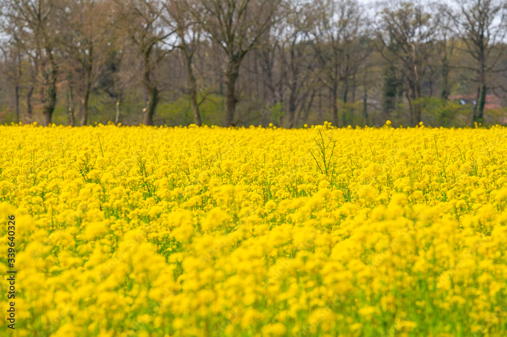 a field of rapeseed shines  bright yellow in the spring sun