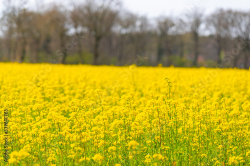 a field of rapeseed shines bright yellow in the spring sun